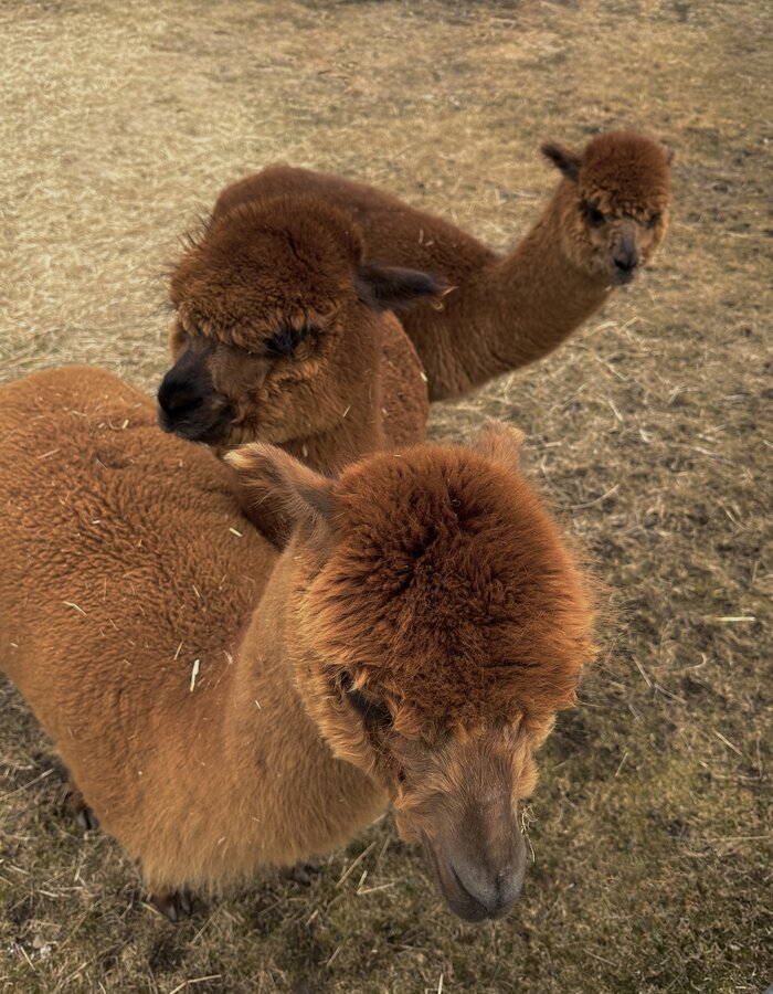 Alpacafarm Seiser Alm